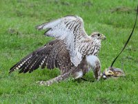 Ger- und Sakerfalke 027